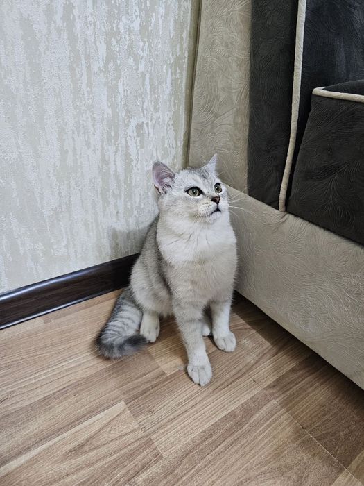 Чистокровная шиншилла