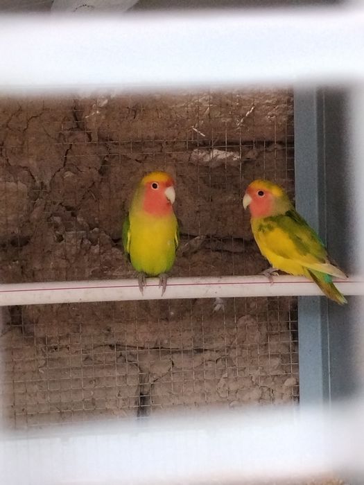 Nerzluchniki sotiladi