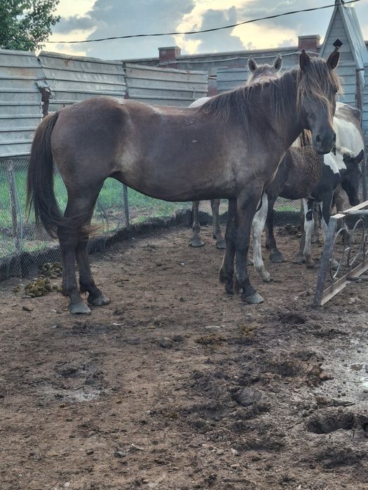 Продам кобыл с откорма.