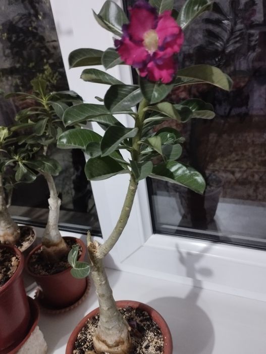 Адениум , роза пустыни