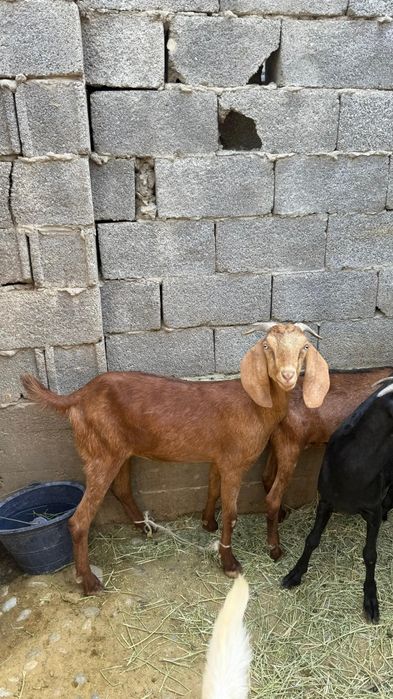 Битал козлято...