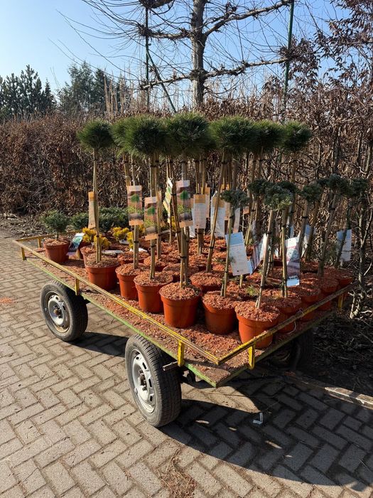 Conifere altoite , Tuya smaragd   Și alte conifere .(calitate premium)