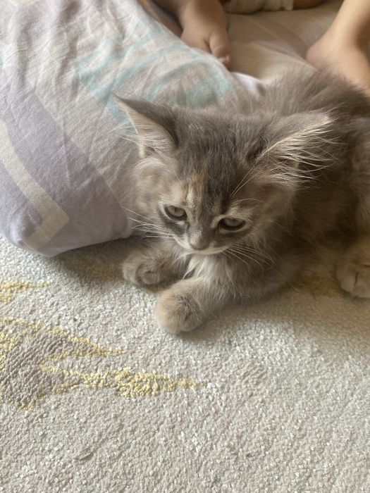 отдаем бесплатно котят