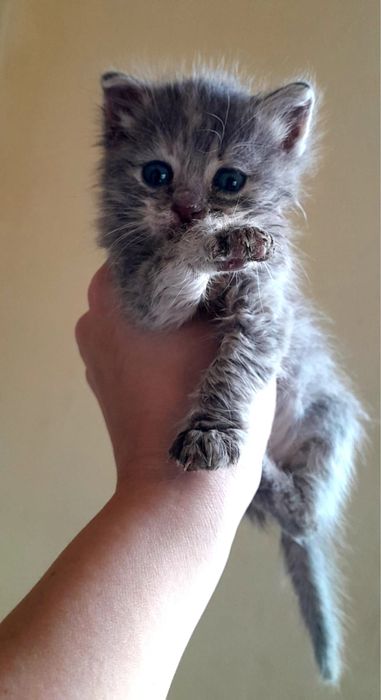 Котенок маленький девочка,в добрые руки