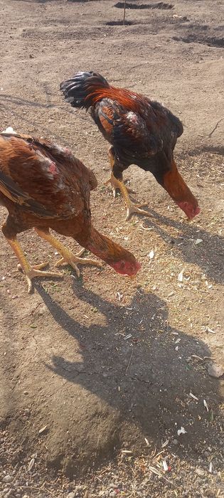 Хурозлар сотилади