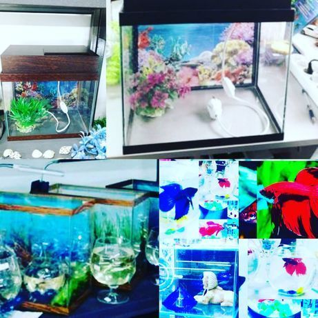 Рыбка петушок. Навои Торайгырова