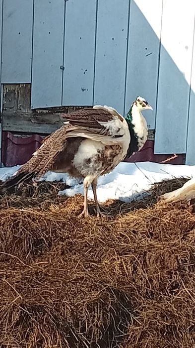 Tineret pauni si gainuse americane