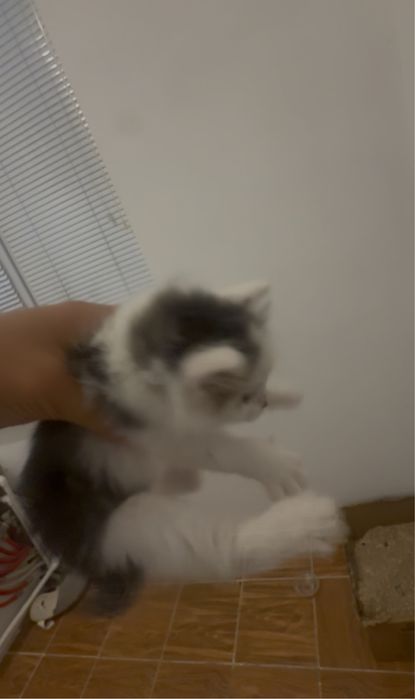 Котенок к лотку приучен бесплатно