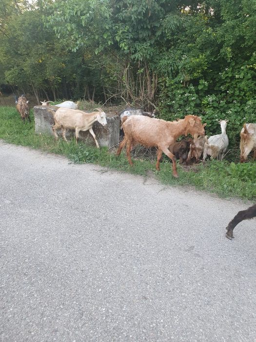 Capre bune de lapte preț negociabil
