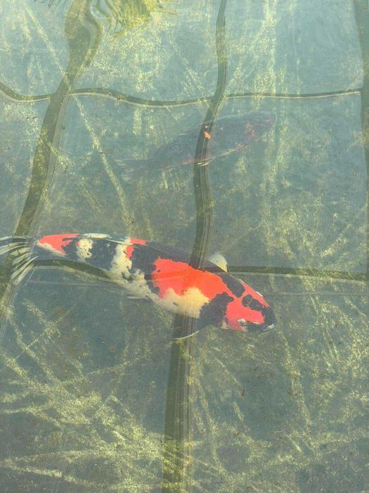 Езерни рибки кои