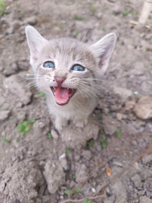 Котята, бесплатно.