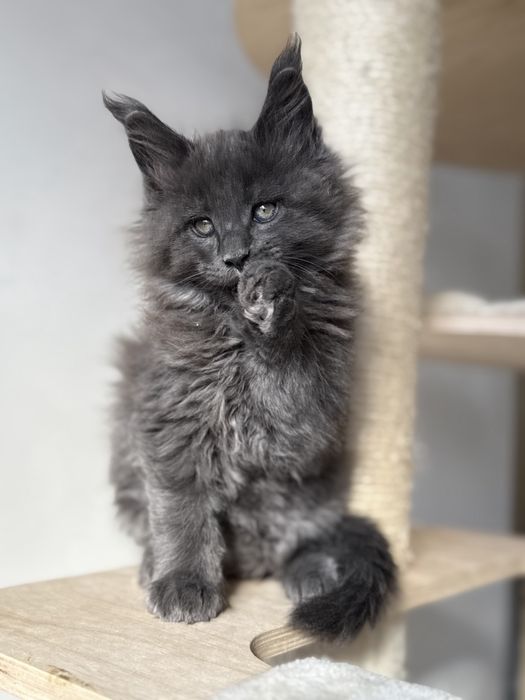 Мейн кун котенца / Мейн куун котенца / Maine coon kittens