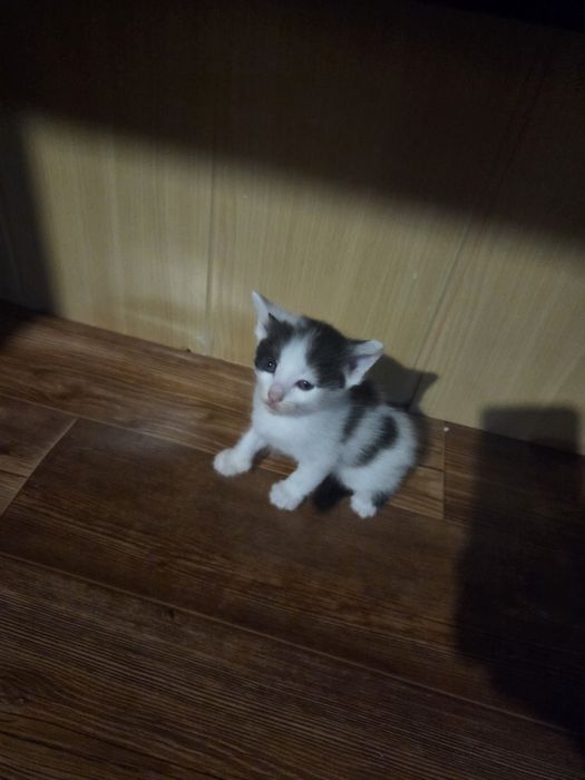 Отдам котят в хорошие руки