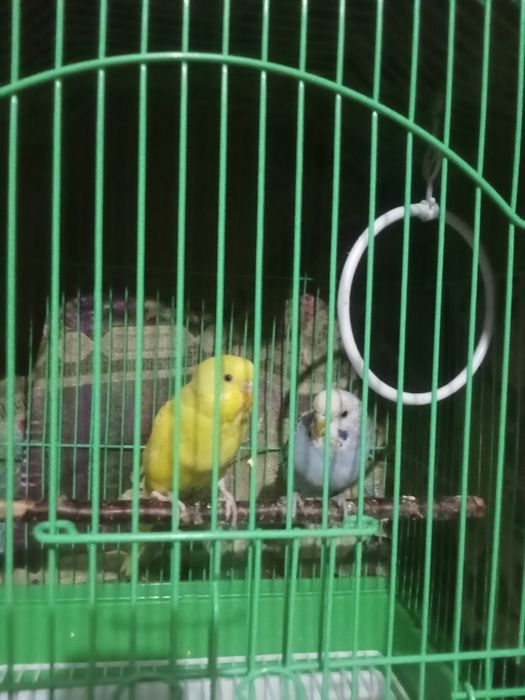 Продам волнистых попугаев