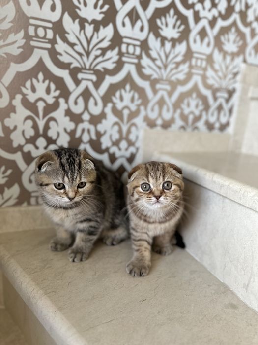 Британски котета