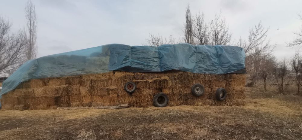 Жонашка шөп тараз