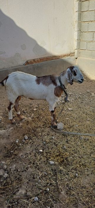 Коза ешкі породисты