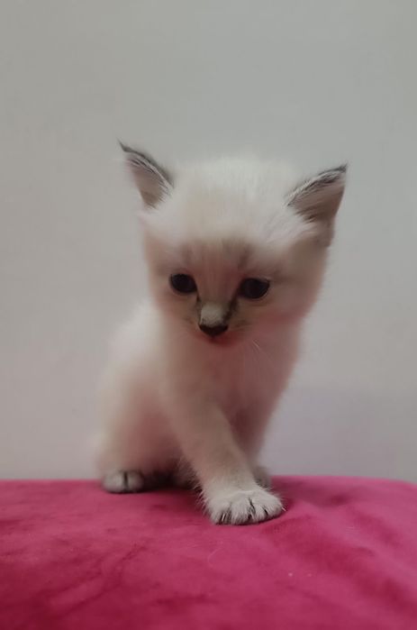 Котята от кошки крысолова.