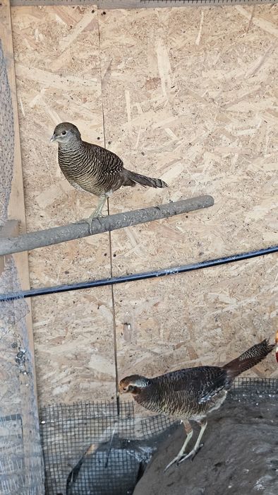 Pereche fazani auriu pe rosu.