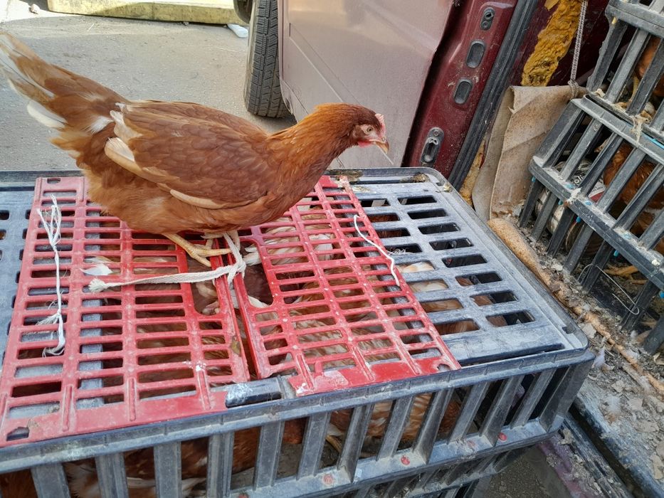 Ярки,Патки,Домашни кокошки,,Петли,Пилета кръстоска .