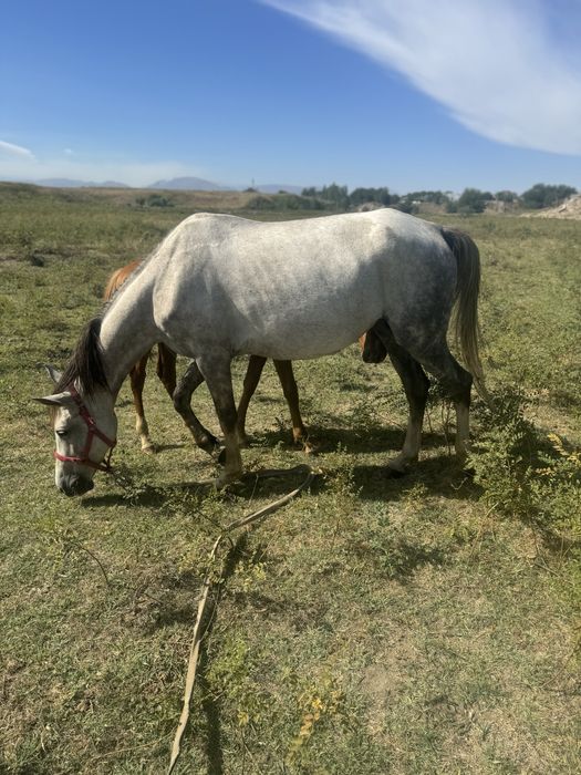 Продам кобылу с жеребенком