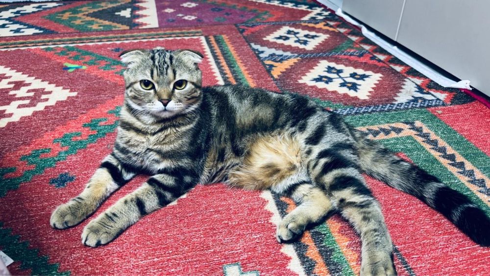 Кот очень хороший