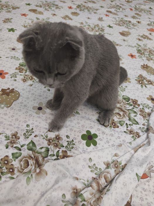 Продается кошка скоттиш фолд