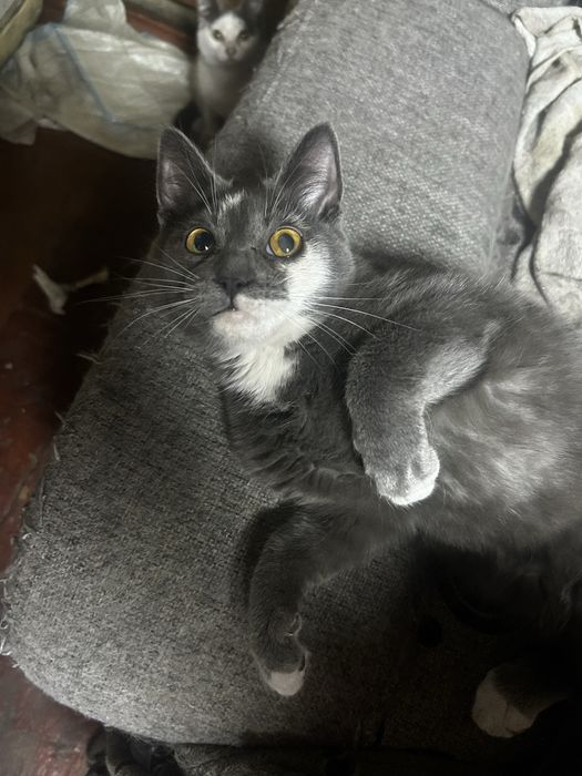 Отдам котят бесплатно
