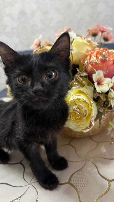 Котенок девочка. 2,5 месяца. БЕСПЛАТНО