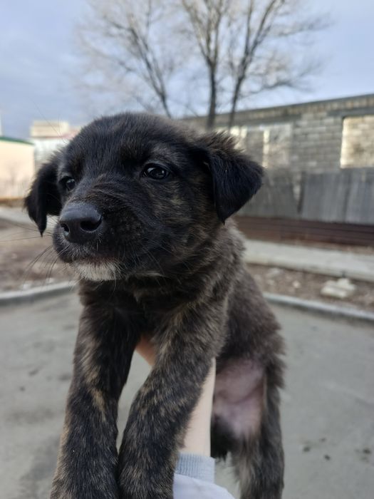 Щенки мальчики ищут дом