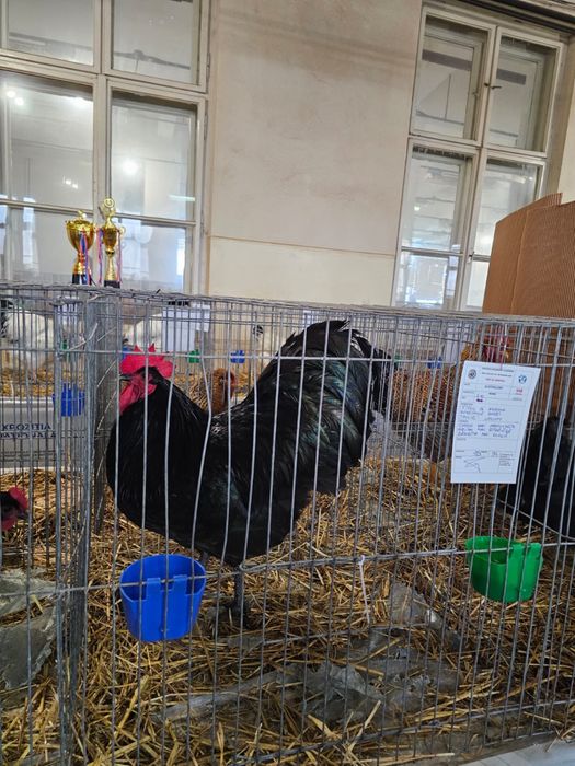 Vand oua incubat Australorp Negru