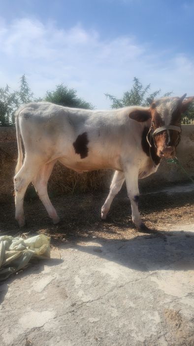 Buqacha sotiladi