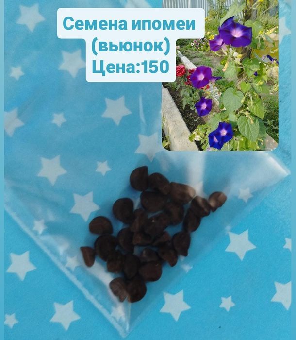 Продаю семени цветов