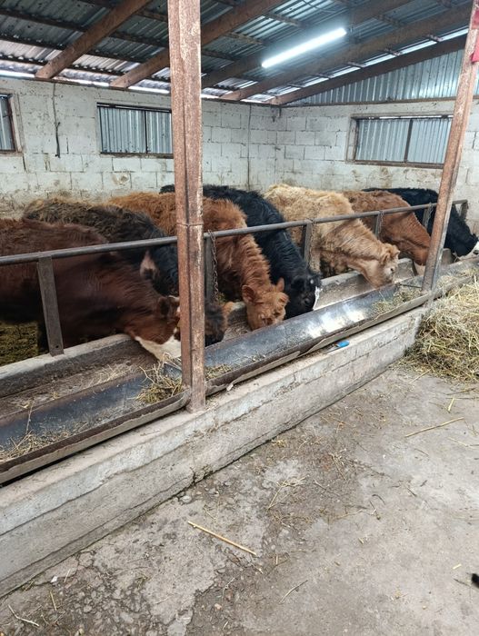 Продаются тёлки .