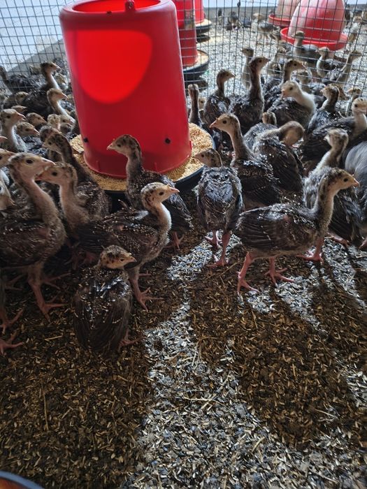 Pui de curca pentru carne