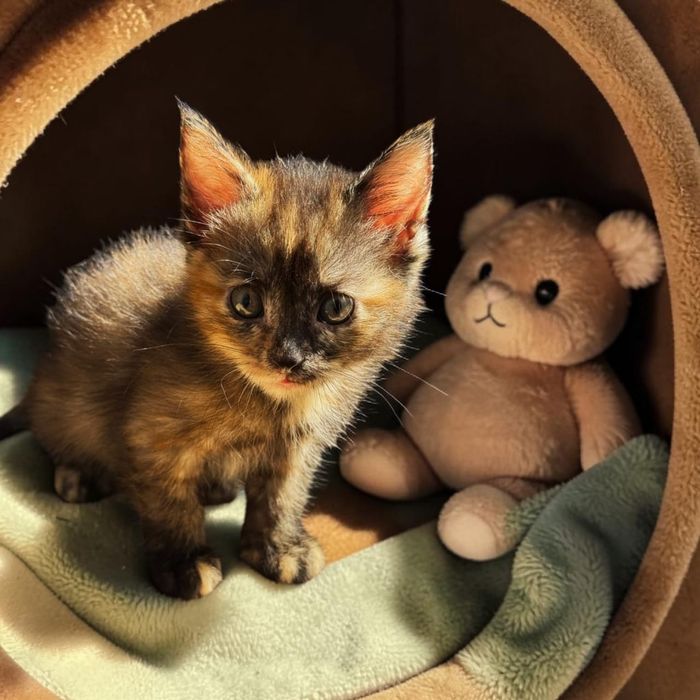 Ищет дом и семью котенок-девочка