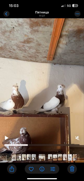 Пара капканов продажа