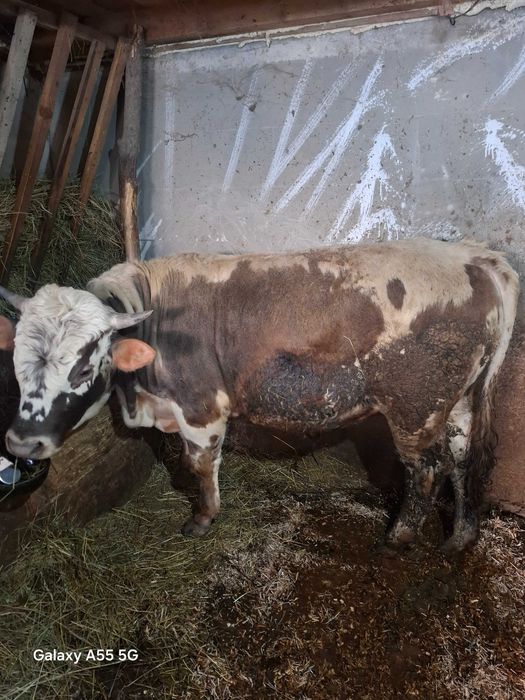 Vand vitel  1 an jumate