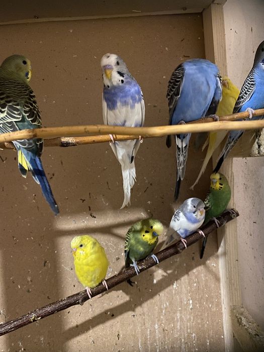 Papagali perusi de vanzare