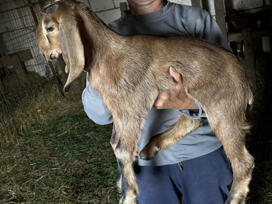 Iezi anglonubieni rasa pura