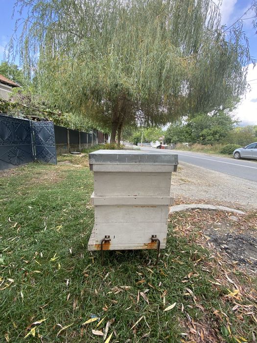 Stup cu cat cu 10 rame, 1/1 si 3/4