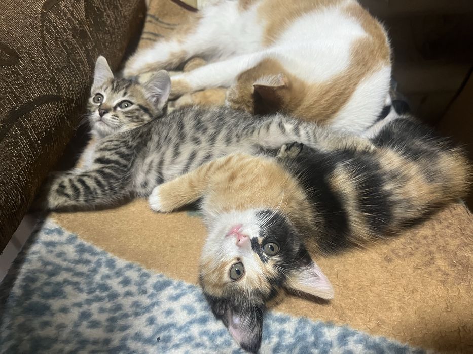 отдам котят бесплатно