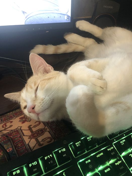 Отдам кота в добрые руки с отслеживанием судьбы