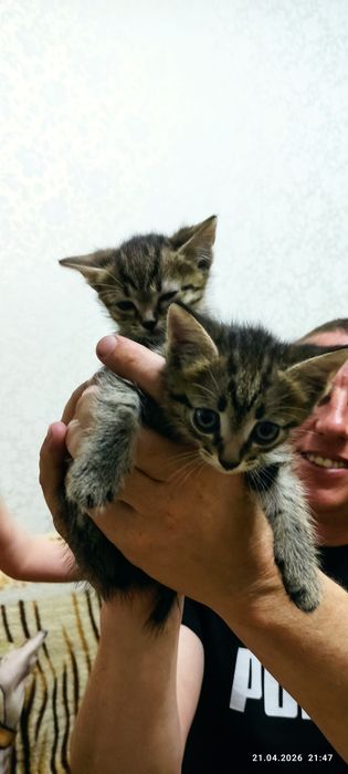 Отдам котят бесплатно