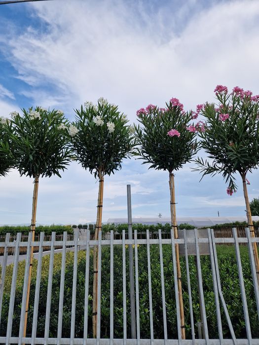 Plante ornamentale,  leylandii, magnolia grandiflora, platan,tei,artat