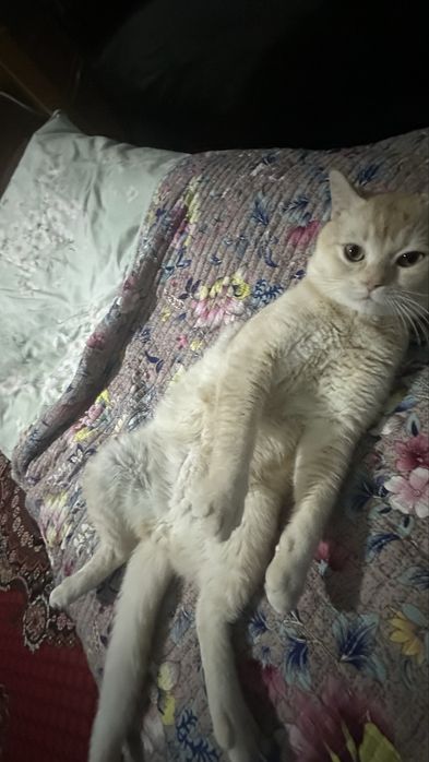 Вяазка котов мальчик