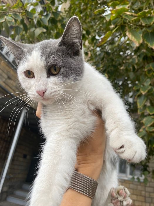 Котенок ищет дом