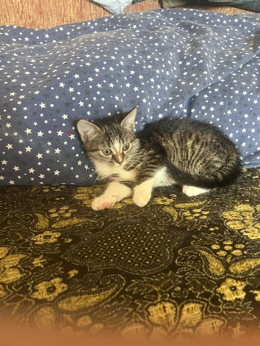 Ofer pisicuțe cuminți