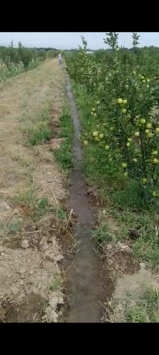 Сад яблоневый Иссык