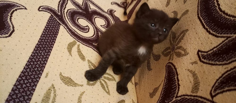 Отдам котят породистых